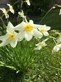 daffs